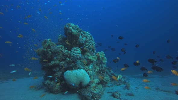 Underwater Marine Tropical Life alt