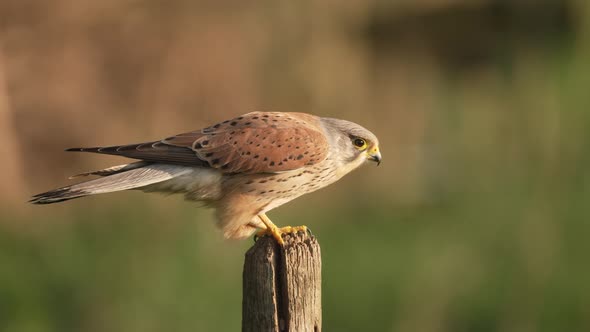 Male Common Kestrel bird, aka European kestrel, flying away from wooden stake, slow motion alt
