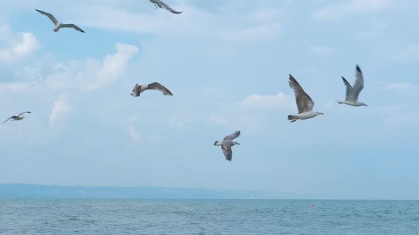 Seagulls over the sea. alt