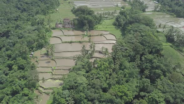  Aerial view of rice terraces with water, rice paddy fields, palms Tegallalang, Ubud, Bali Indonesia alt