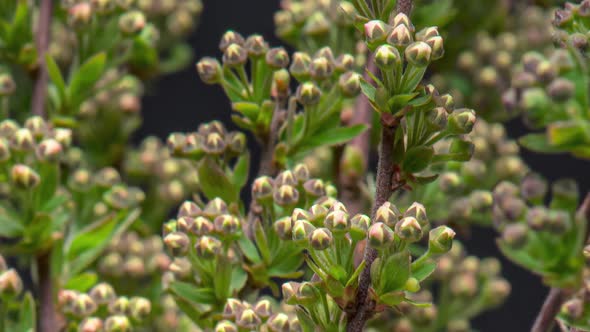 Time Lapse of Spiraea Bush alt