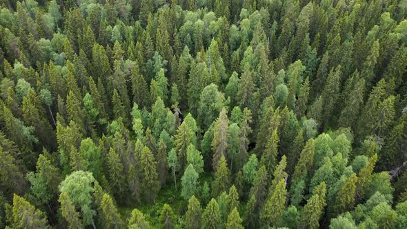 Aerial Top Down View on Forest in the Summer, Drone Shot Flying Over Tree Tops, Nature Background