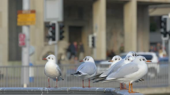 Close view of seagulls in an urban area alt