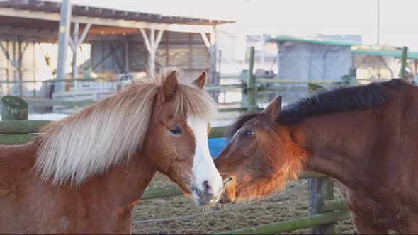 Slow Motion Horses Playing with Each Other One Bit the Other alt