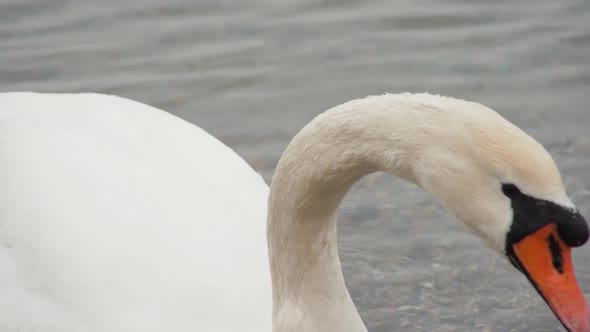 Swan Swimming in Water Eats Food