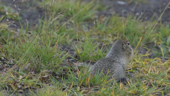 Arctic Ground Squirrel, Carefully Looking Around So as Not to Fall into Jaws of Predatory Beasts