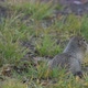 Arctic Ground Squirrel, Carefully Looking Around So as Not to Fall into Jaws of Predatory Beasts - VideoHive Item for Sale