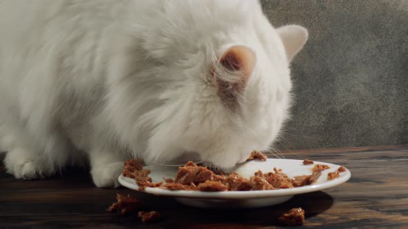 Cat Eats Cat Food alt