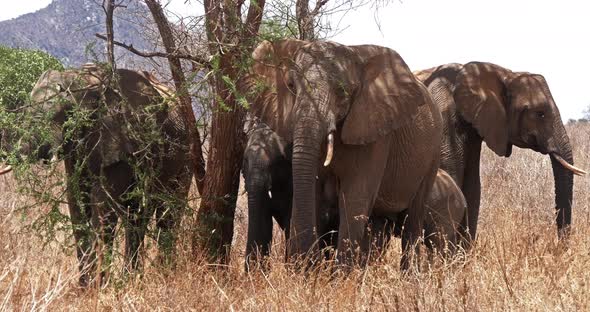 African Elephant, loxodonta africana, Group in the Bush, Tsavo Park in Kenya, Real Time 4K alt