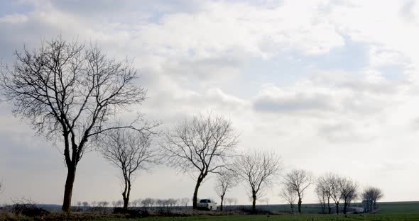 Row Of Bare Trees Along Country Road In Romania On A Sunny Day - static shot alt