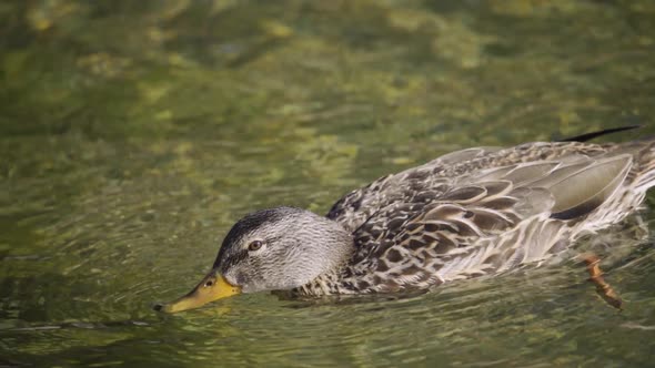 Gray Duck Drinks Water While Swimming in the Lake