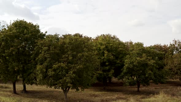 Aerial View of Trees and Landscape