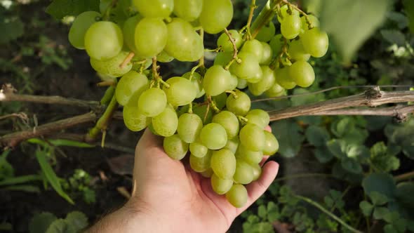 Closeup of Farmers Hand Holding and Checking Ripe White Grapes on Grapevine in Vineyard alt