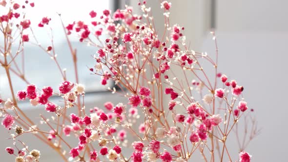 Gypsophila or Baby's Breath Flowers Beautiful Pink Flower Blooming with Soft Light alt