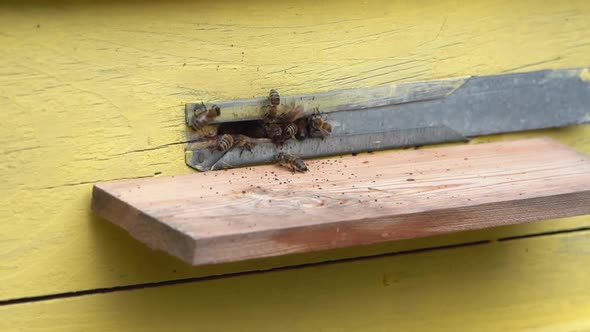 Bees Fly Into the Hive Closeup