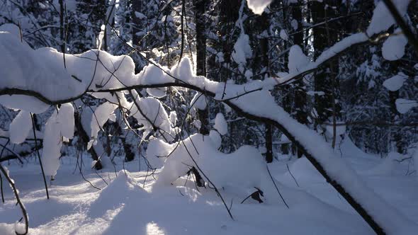 Winter Landscape in Forest Snowy Branches of Trees Against Soft Sun alt