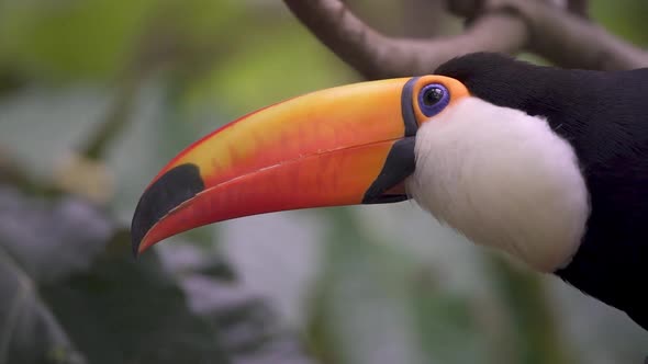 Close up profile head shot of a curious toco toucan, ramphastos toco with giant beak, perched on a t alt