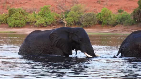 Two enormous elephants walk out of the Chobe River in Botswana, Africa alt
