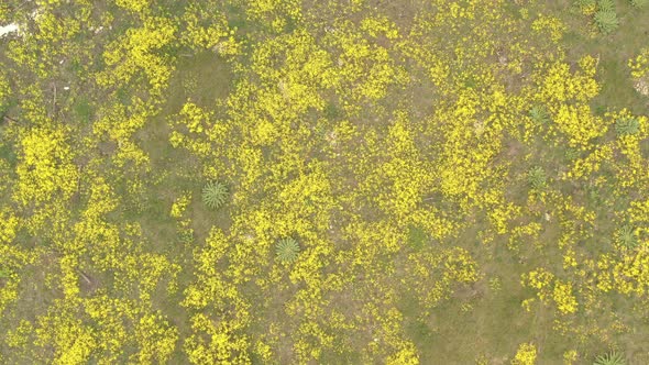 Yellow evergreen perennial Alyssum Aurinia saxatilis flower in the wild 4K drone footage