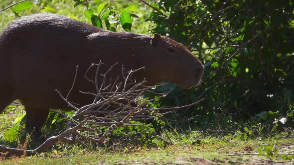 Capybara in Natural Habitat Walking
