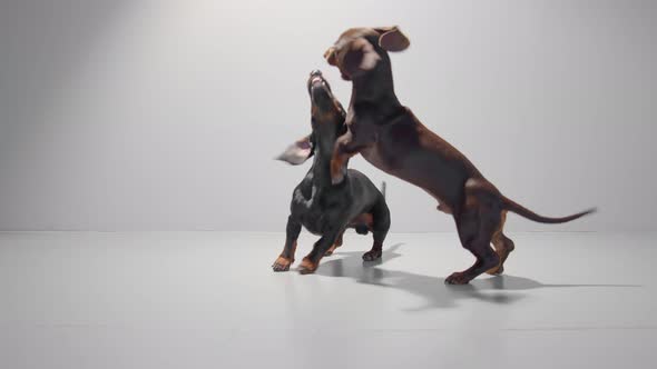 Two Dachshund Dog Puppies Playing on a Seamless White Studio Background