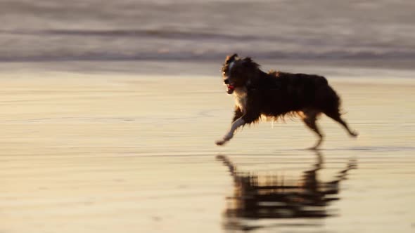 Couple walking their dog on the beach alt