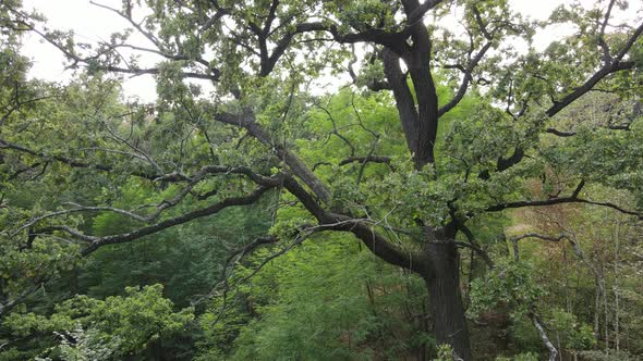Aerial View of Green Forest in Summer. Ukraine alt
