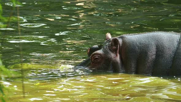 Hippo in the water in slow motion.