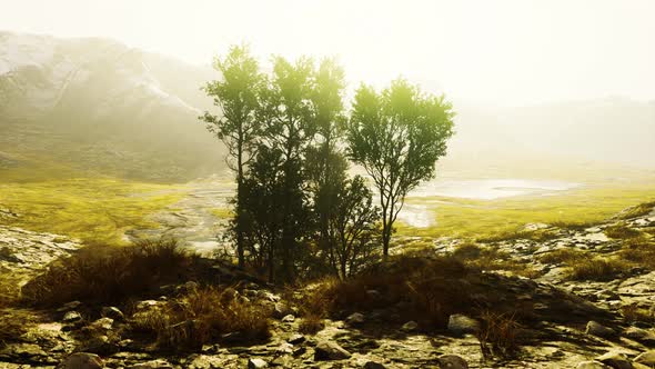 Big Pine Trees Growing From Rocky Outcropping in the Mountains alt