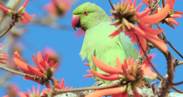 A 4k footage of the green Parrot drinks nectar from blooming red flowers alt
