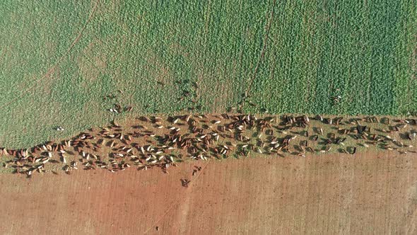 Aerial view of strip grazing by a herd of cattle with movable electrical fencing on a rural farm, So alt