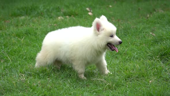 Cute Siberian Husky Puppy Lying And Looking On Green Grass alt