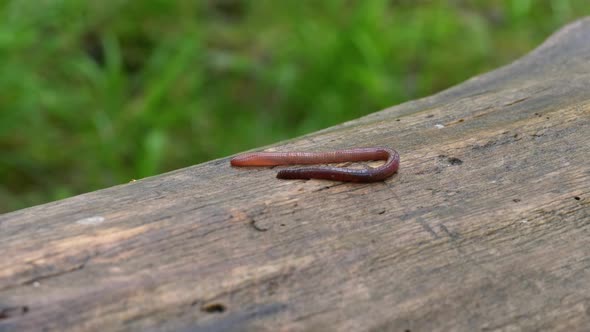 Earthworm in the Forest on a Tree Log. Long Worm Wriggles and Crawls. alt