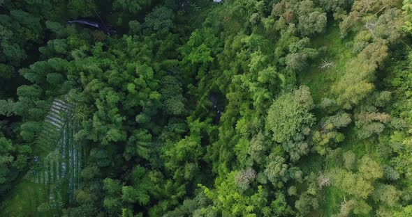 dense vegetation in the village of Butuh, Magelang, central java. aerial drone view of dense forest alt