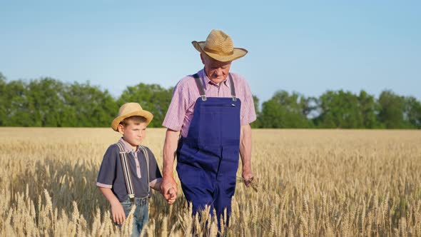 Harvest Season Boy Holds Hand of an Elderly Male Farmer Holding Ears of Wheat and Walks Through alt