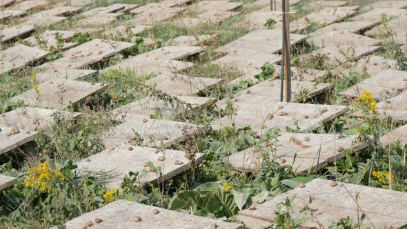 A Large Number of Snails on a Snail Farm Under Wooden Boards a Delicacy with a Large Amount of alt