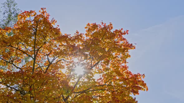 Orange Autumn Maple Trees Branches Swaying in the Wind at Sunny Autumnal Day in Forest on Blue Sky