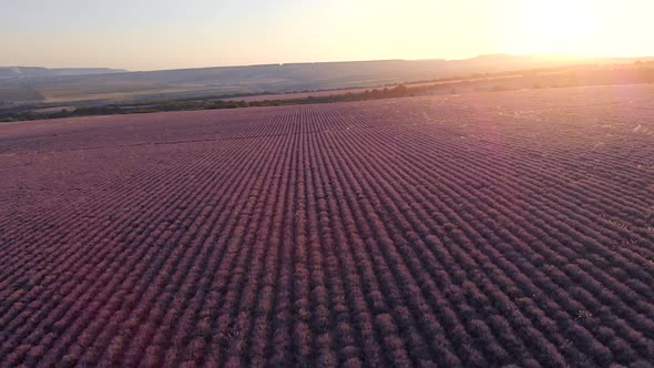 Flight Over Big Hill of Lavender Meadow at Sunset