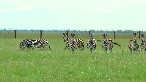 Group of Zebras in the Desert alt