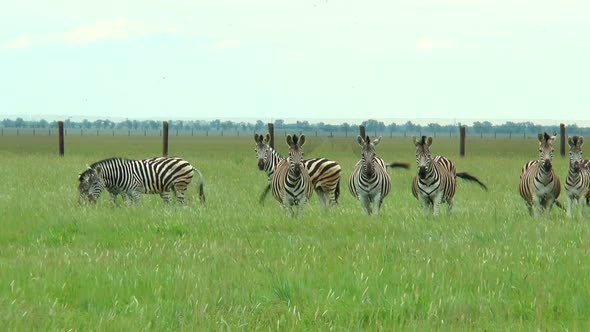 Group of Zebras in the Desert