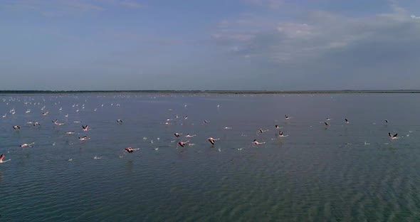Pan Around of a Flock of Flamingos Over an Artificial Salt Lake alt