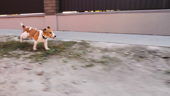 Dog Running After Car on Sideway. Jack Russel Dog Pet White and Brown Colors with Collar on His Neck