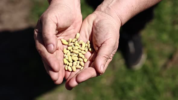 Closeup of unknown older woman hands holding beans outdoor. seeds of beans are ready for planting