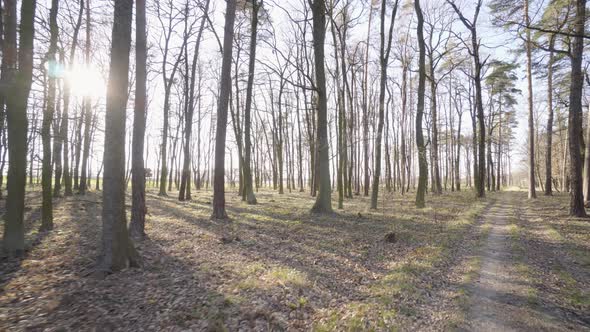 The Camera Flies Through a Forest with a Pathway on a Sunny Spring Day alt