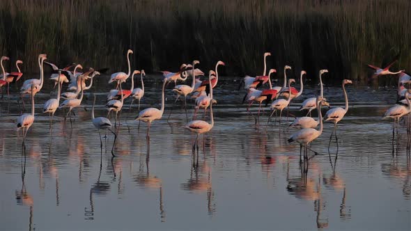 Greater Flamingos, Phoenicopterus roseus,Pont De Gau,Camargue, France alt