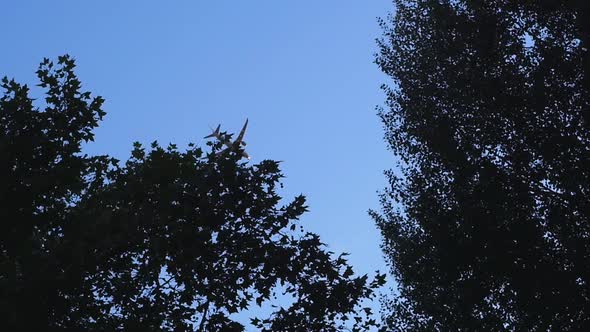Plane passing over trees outdside