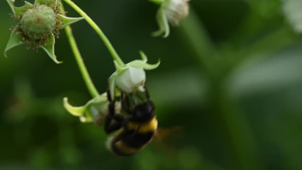 Big Bumblebee Flying to Small Raspberry Flower