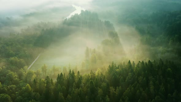 Dramatic morning sun rays over misty forest, aerial scenic sunrise alt