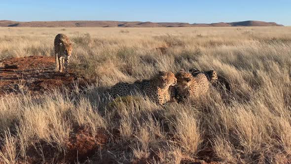 Adult Cheetah approaches three siblings as they lick, clean each other alt