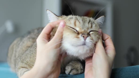 Woman's Hands Are Scratching Behind the Ears a Tabby Cat Who Is Lying on Couch